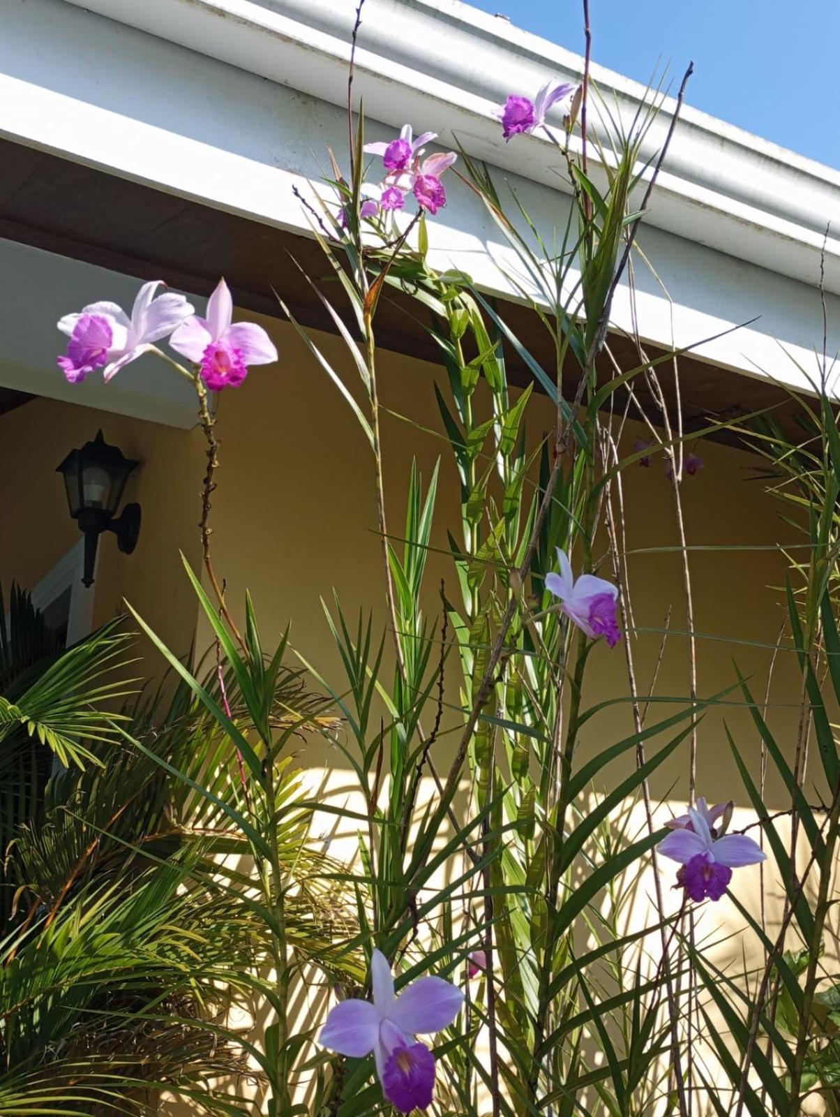 Arenal Villas Tranquilas, Free-Standing Equipped Houses 누에보 아레날 외부 사진